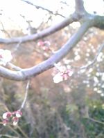 Ume