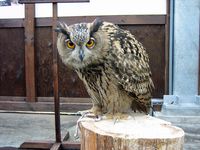 owl15